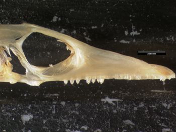 Media type: image;   Herpetology R-125762
